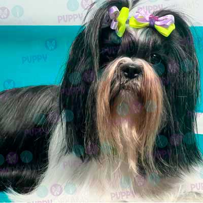 cortes para estetica canina