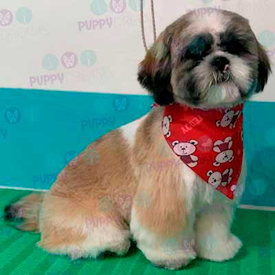 cortes para estetica canina