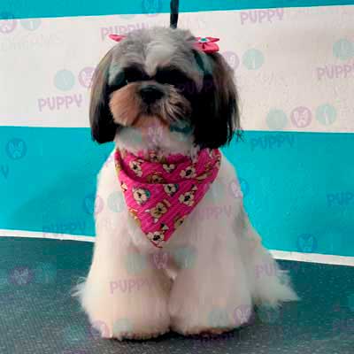 cortes para estetica canina