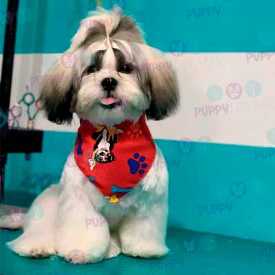 cortes para estetica canina