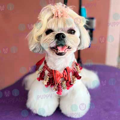 cortes para estetica canina