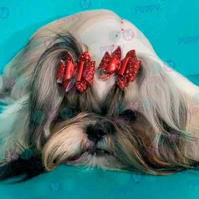 cortes para estetica canina