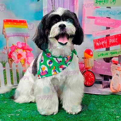 cortes para estetica canina