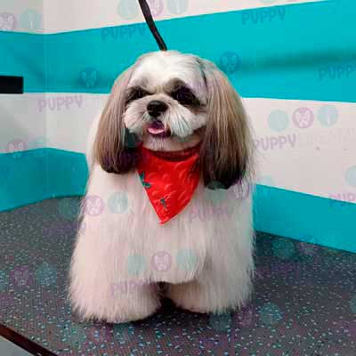 cortes para estetica canina