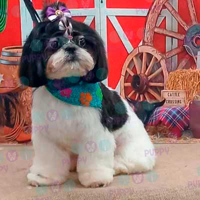 cortes para estetica canina