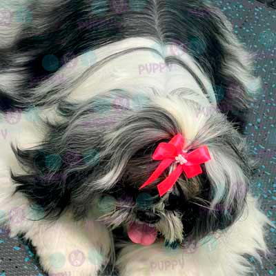 cortes para estetica canina