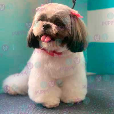 cortes para estetica canina