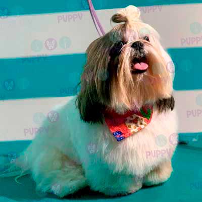 cortes para estetica canina