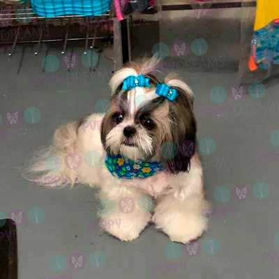 cortes para estetica canina