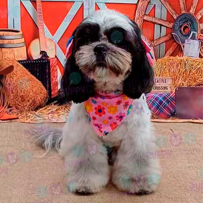 cortes para estetica canina