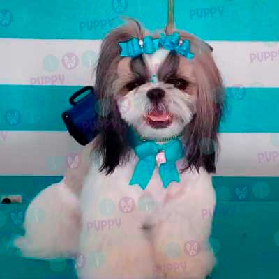 cortes para estetica canina