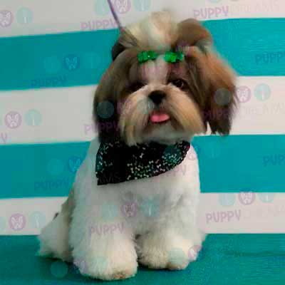 cortes para estetica canina