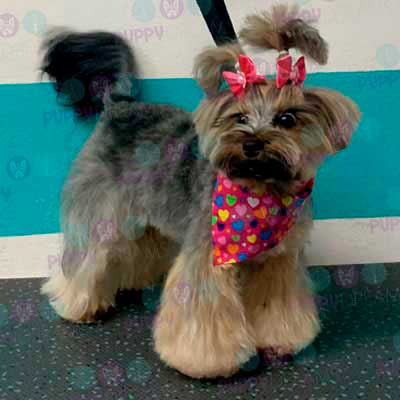 cortes para estetica canina