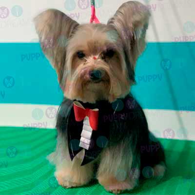 cortes para estetica canina