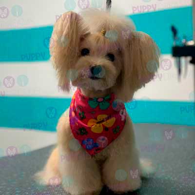 cortes para estetica canina