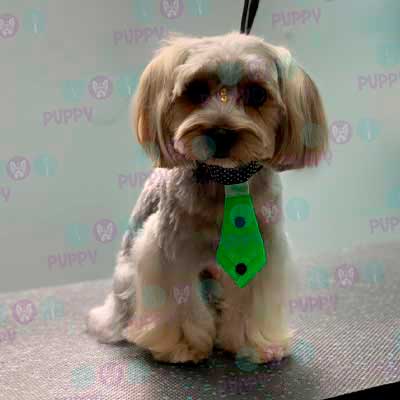 cortes para estetica canina