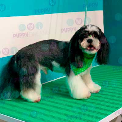 cortes para estetica canina