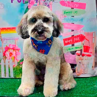 cortes para estetica canina